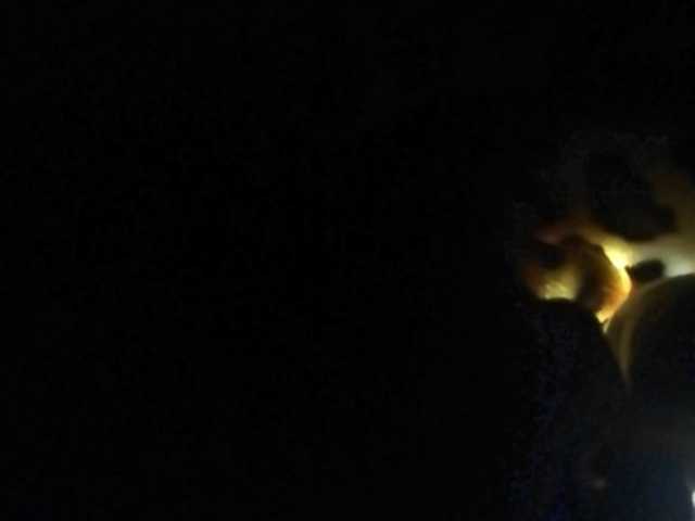 Yayın ekran görüntüleri Dellis