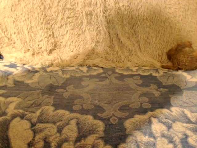 Yayın ekran görüntüleri La-lla