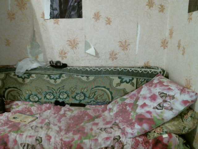 Yayın ekran görüntüleri kar0linaa666